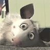 gavrila